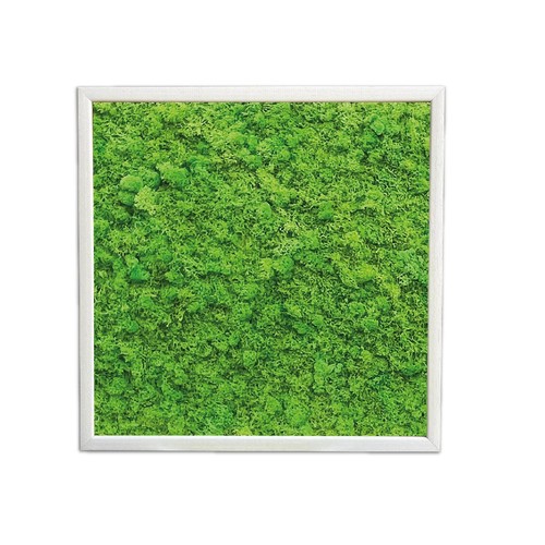 Quadro muschio stabilizzato - quadro,