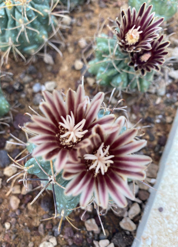 Glandulicactus - glandulicactus, (sclerocactus)