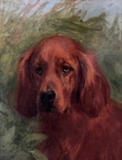 Setter rosso irlandese, 1902 |