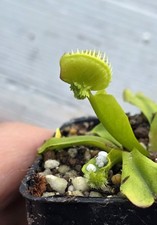 Dionea POMPOM-New POMPOM