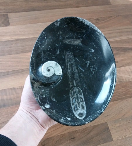 Polished marble goniatite - polished,