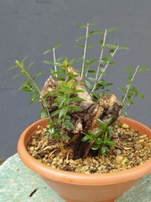 Bonsai Olivastro 24x15cm In