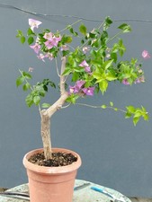 Bonsai bouganvillea 47x15cm - bouganvillea,