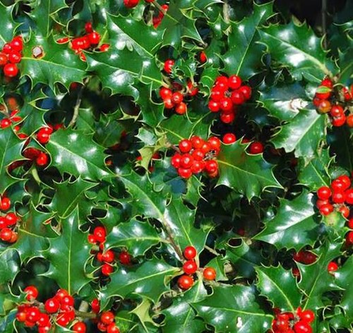 Ilex aquifolium agrifoglio - aquifolium,,