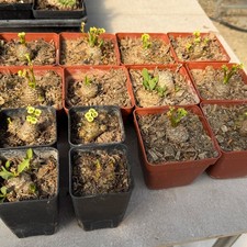 1 pezzo 2,5-3 cm cactus vivo