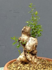 Bonsai Olivastro 25x12cm In