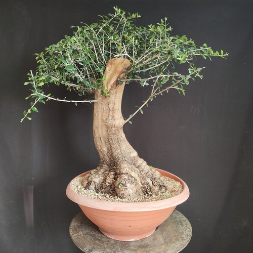 Pre bonsai esemplare - esemplare, di