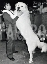 Foto vintage Animali, un cane dei Pirenei, stampa 21 x 15 cm