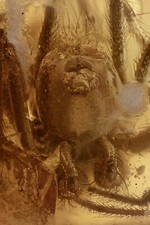 Ragno SPIDER Araneae rara