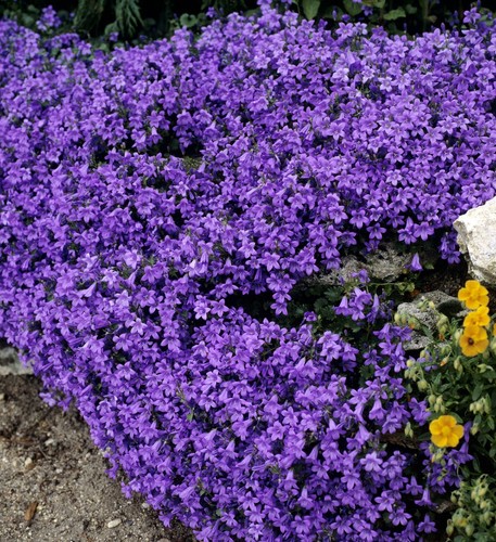 Pianta campanula get blu - 1,
