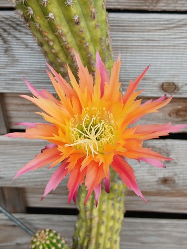 Cereus hybrid super - hybrid, 'super