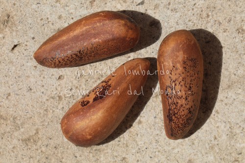 Torrey pine pinus torreyana - -,