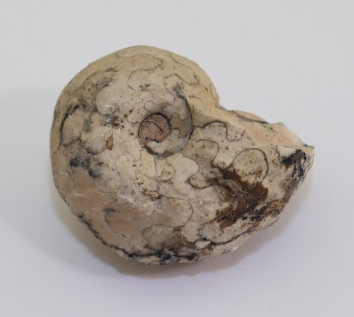 Ammonite brouwerites - ammonite,,