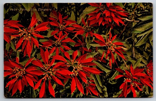 Poinsettias natale cartolina - poinsettias,,
