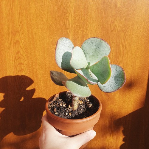 Crassula arborescens silver - crassula,