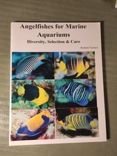 Fenner Angelfishes for Marine Aquarium