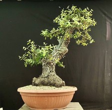 PRE BONSAI ESEMPLARE DI LECCIO