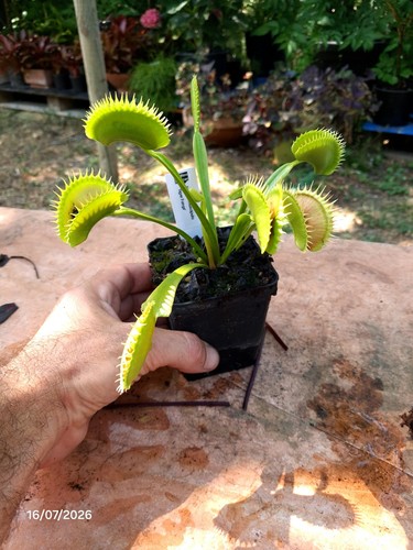 Dionaea muscipula tiger fangs - 'tiger,