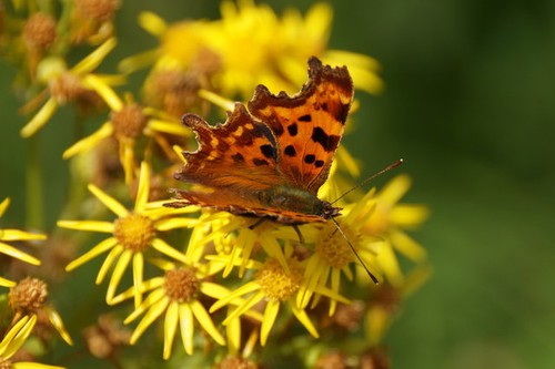 Photo 6x4 comma - comma, (polygonia