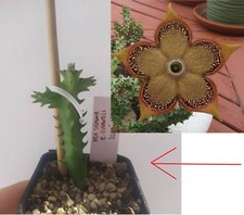 | Talea di Edithcolea grandis (Non Radicata) | Per Appassionati