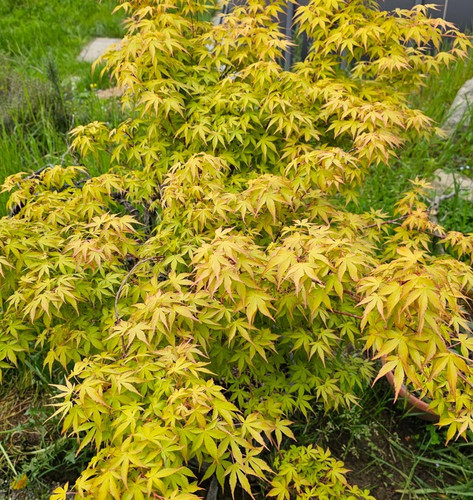 Katsura acer palmatum japanese - katsura,