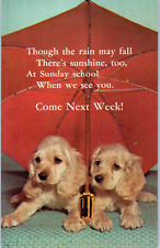 Due Cuccioli Di Cocker Spaniel