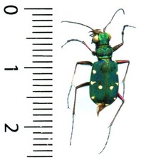 Cicindelidae - CICINDELA