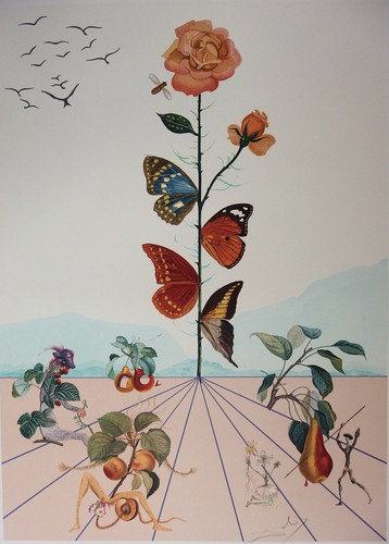 Salvador dalì rosa - rosa, farfalla