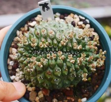 Rare Plant Cacti Euphorbia