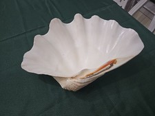 Grande conchiglia di vongole