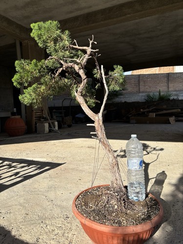 Bonsai ginepro yamadori - bonsai,