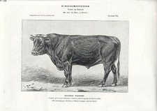 Stampa antica TORO di razza