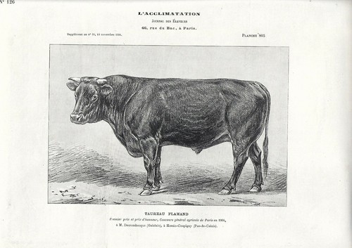 Stampa antica toro - toro, razza