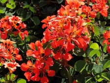 Bauhinia Galpinii rare RED