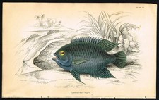 Stampa pesce jardine 1843 -