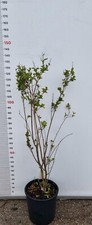PIANTA DI LAGERSTROEMIA INDICA