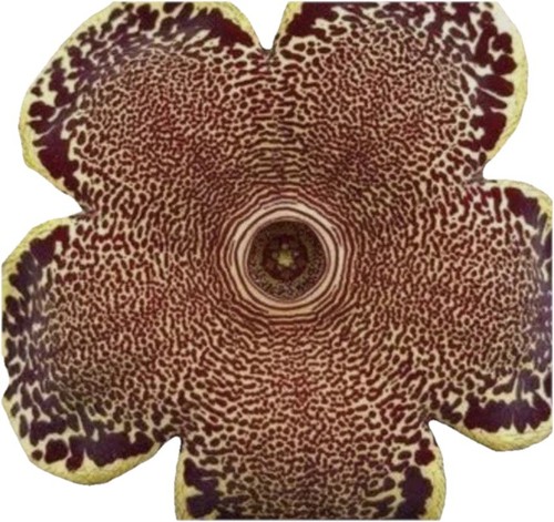 Edithcolea grandis maji - grandis, maji-ya