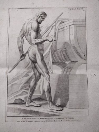 Anatomia scorticato rossi - anatomia,