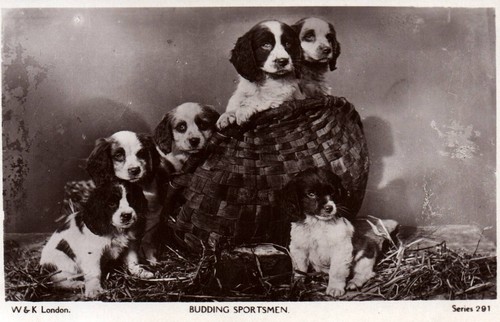 Engllish springer spaniel - springer,