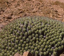 Euphorbia resinifera | Sperone in resina - Sperone in resina | Euphorbia cactus