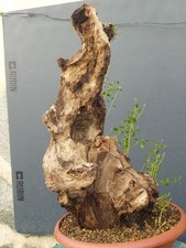 Bonsai olivastro 50x40cm - 50x40cm, in
