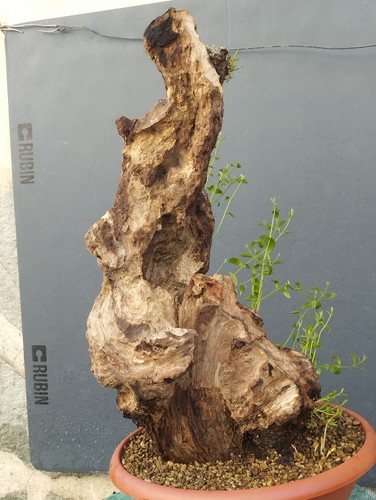 Bonsai olivastro 50x40cm - bonsai,
