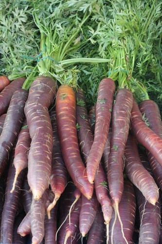 Carota viola purple dragon - viola,
