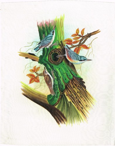 Miniatura uccelli dipinto - uccelli,