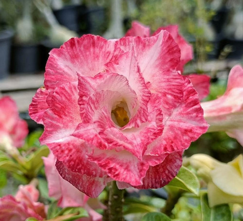 Rosa del deserto adenium - rosa,