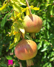 Pianta melograno - di,