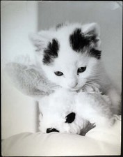 Foto vintage Animali Cucciolo di gatto Ft 494 - Stampa 27x37 cm