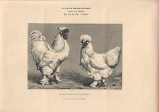 Stampa antica GALLO e GALLINA