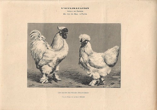 Stampa antica gallo gallina - stampa,