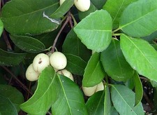 FALSO OLEANDRO - ELAEODENDRON